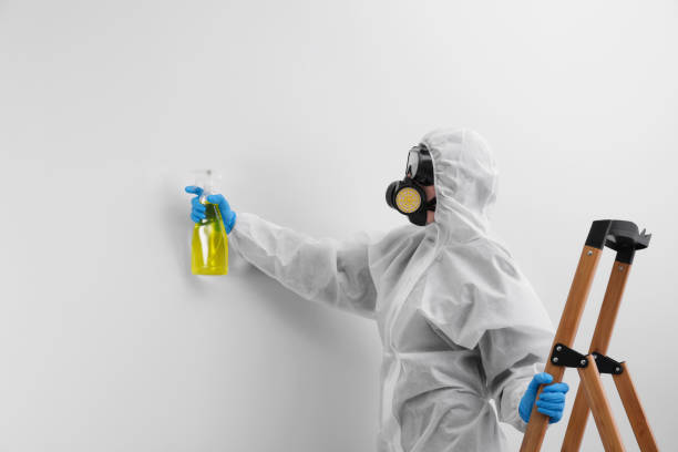 Best Emergency Mold Remediation in Rosemont, PA